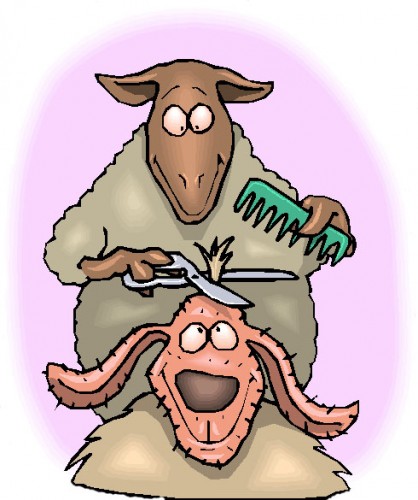 barber-sheep-1 barber-sheep-1